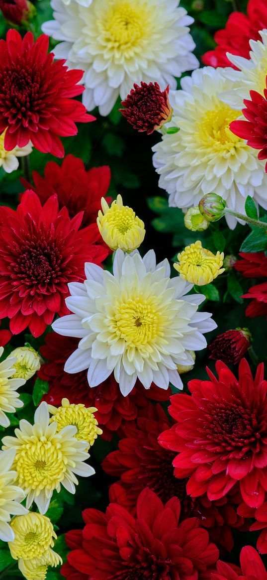 chrysanthemum, flowers, bloom, white, red, yellow