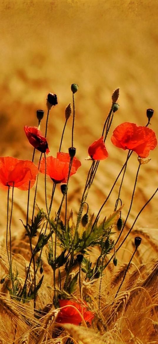 poppies, flowers, field, ears, nature