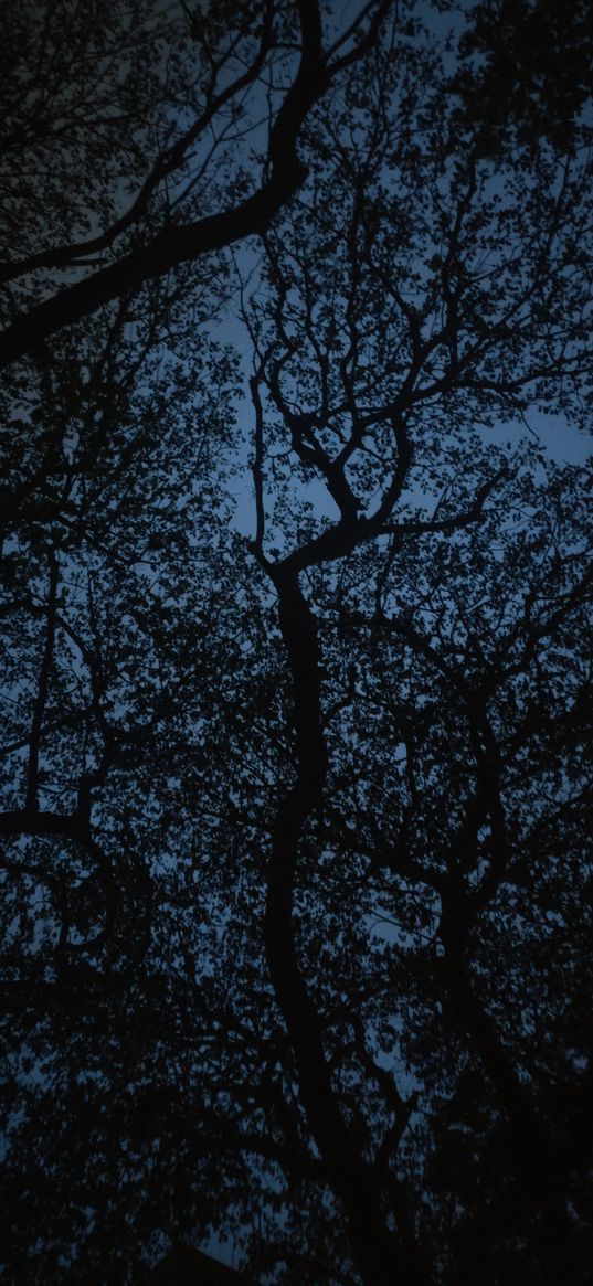 trees, branches, sky, dusk, dark