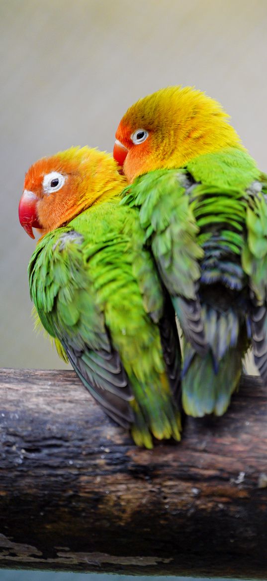 lovebirds, parrots, birds, pair, colorful