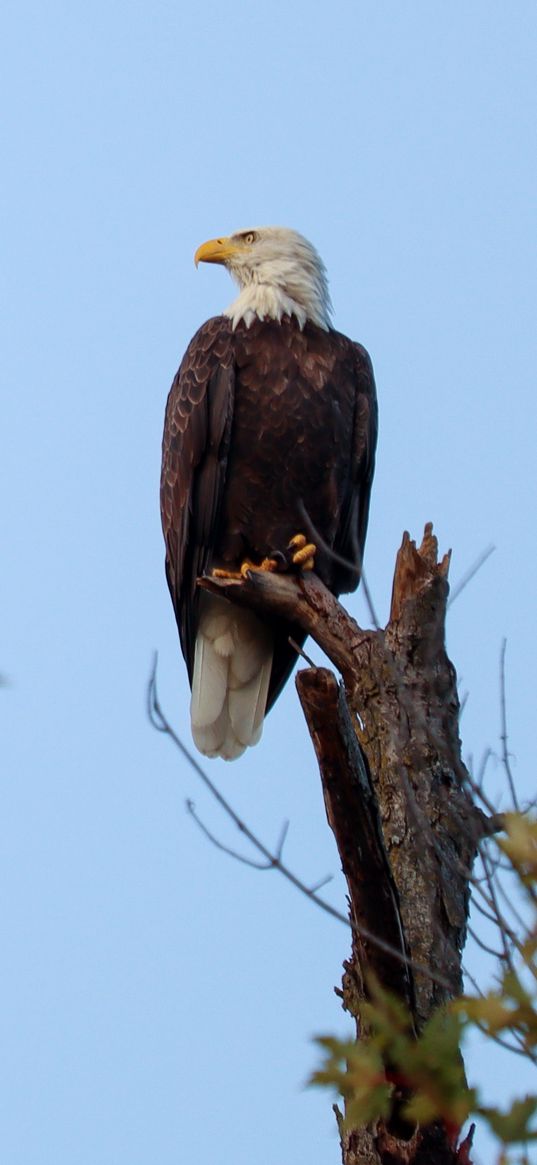 bald eagle, bird, predator, branch, wildlife