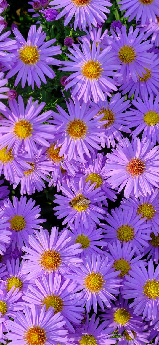 symphiotrichum, flowers, bee, purple