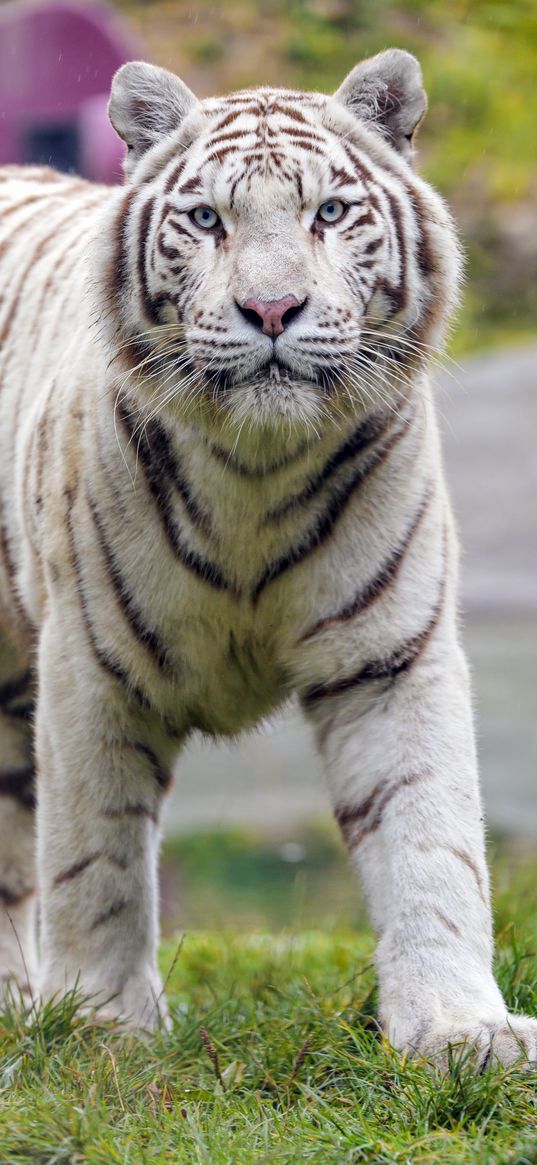 white tiger, tiger, big cat, predator, wildlife