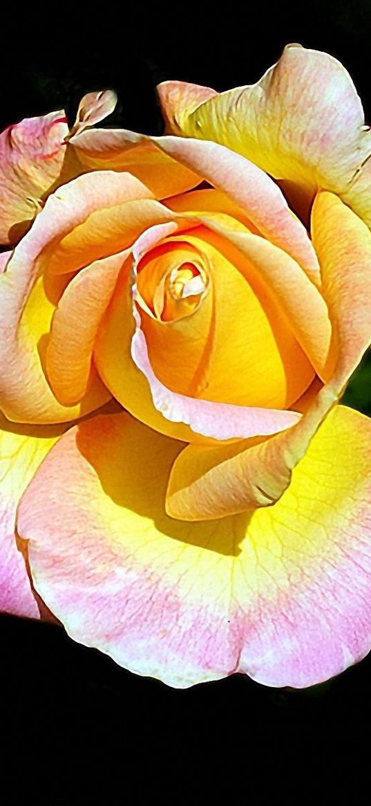 rose, flower, petals, leaves, close-up