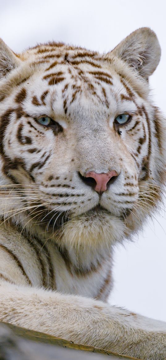 white tiger, tiger, glance, predator, animal