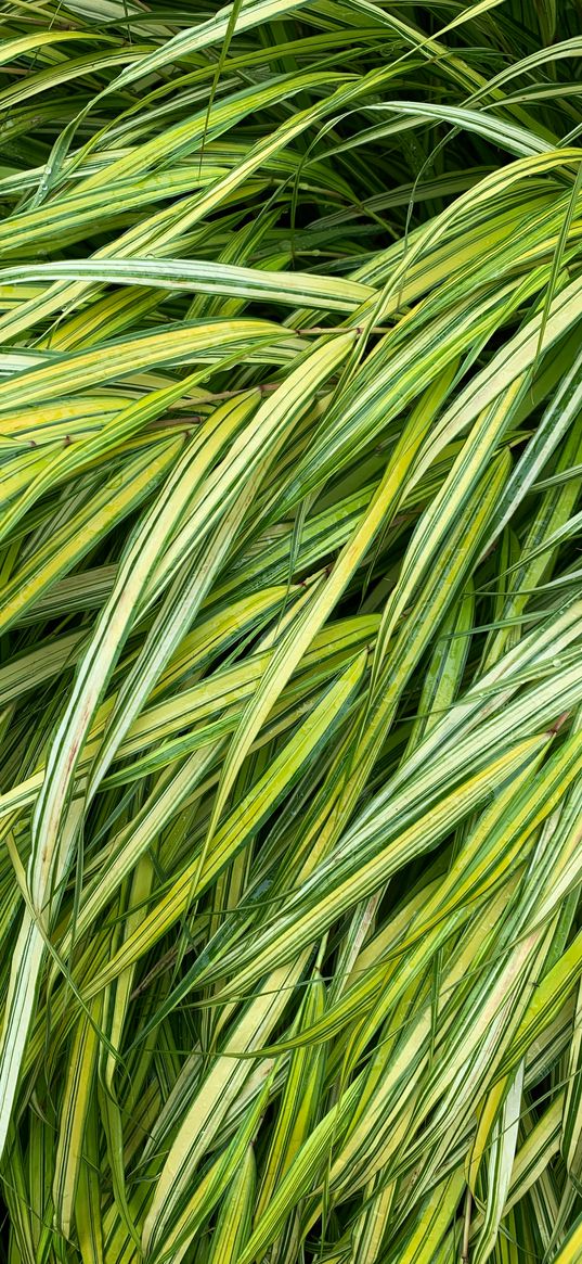 grasses, green, macro, wet, plant