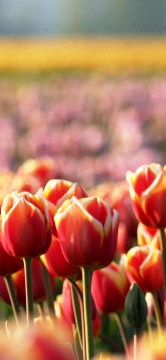 tulips, flowers, field, nature