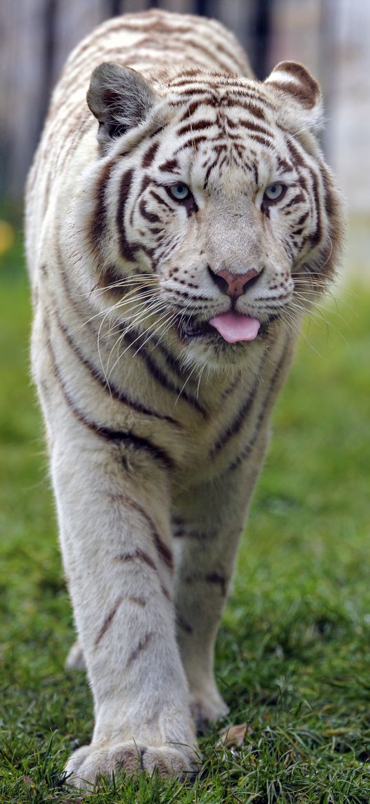 white tiger, tiger, protruding tongue, animal, big cat