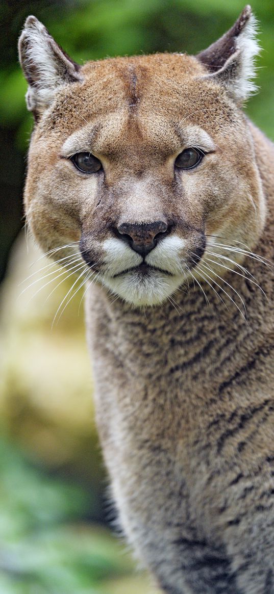 puma, big cat, predator, glance