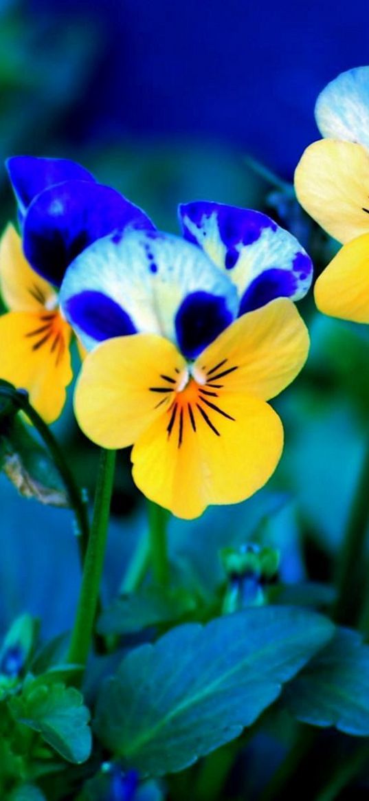 pansies, flowers, meadow