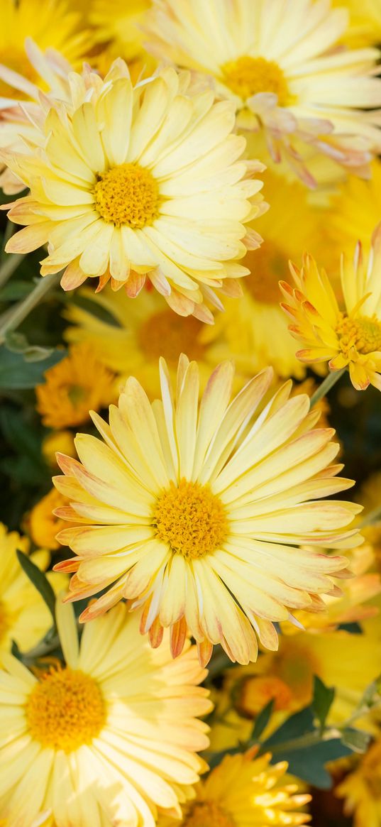 chrysanthemum, flowers, yellow, plant, bloom