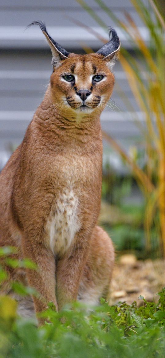 caracal, big cat, animal, wild, predator