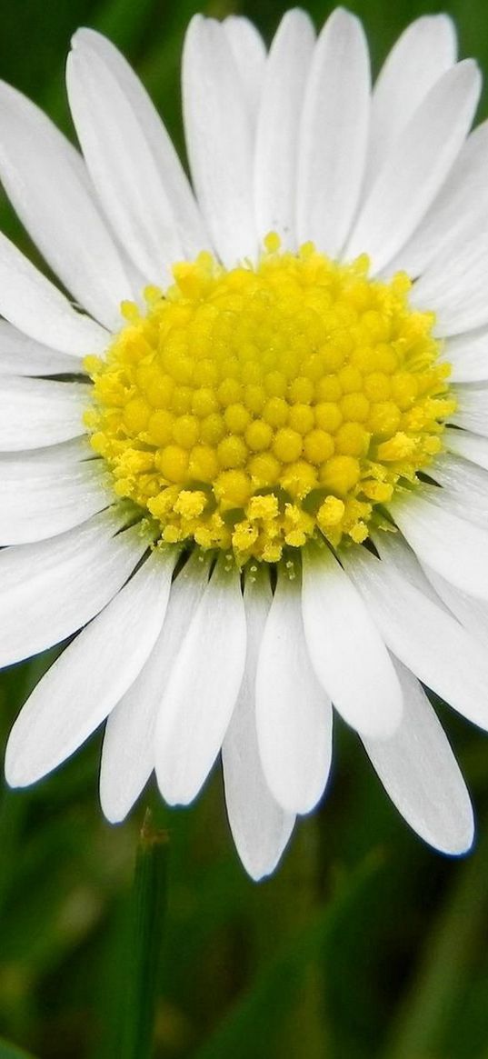 daisy, flower, meadow, grass, pollen