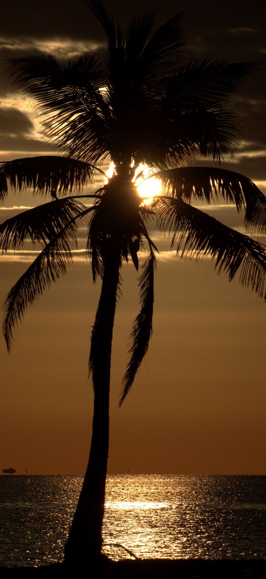 palm tree, sunset, twilight, dark, sea