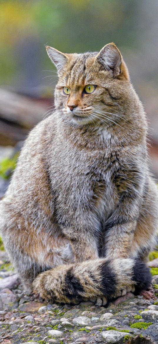 wild cat, cat, brown, animal