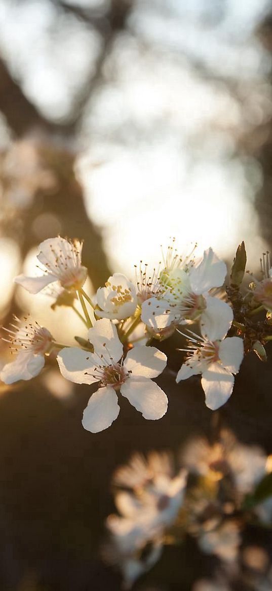 cherry, flowers, dawn, branch