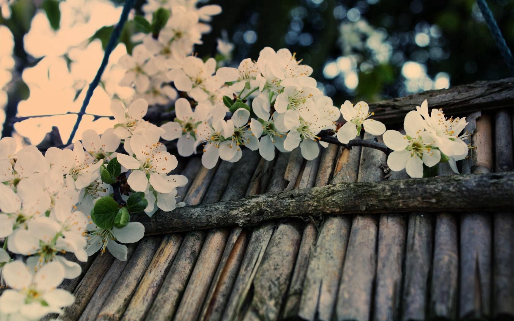 apple tree, flower, twig, inflorescence, tree