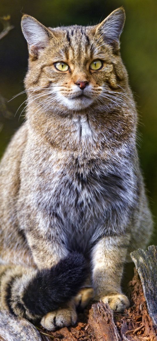 wild cat, cat, animal, brown