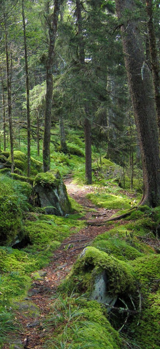 forest, path, trees, moss