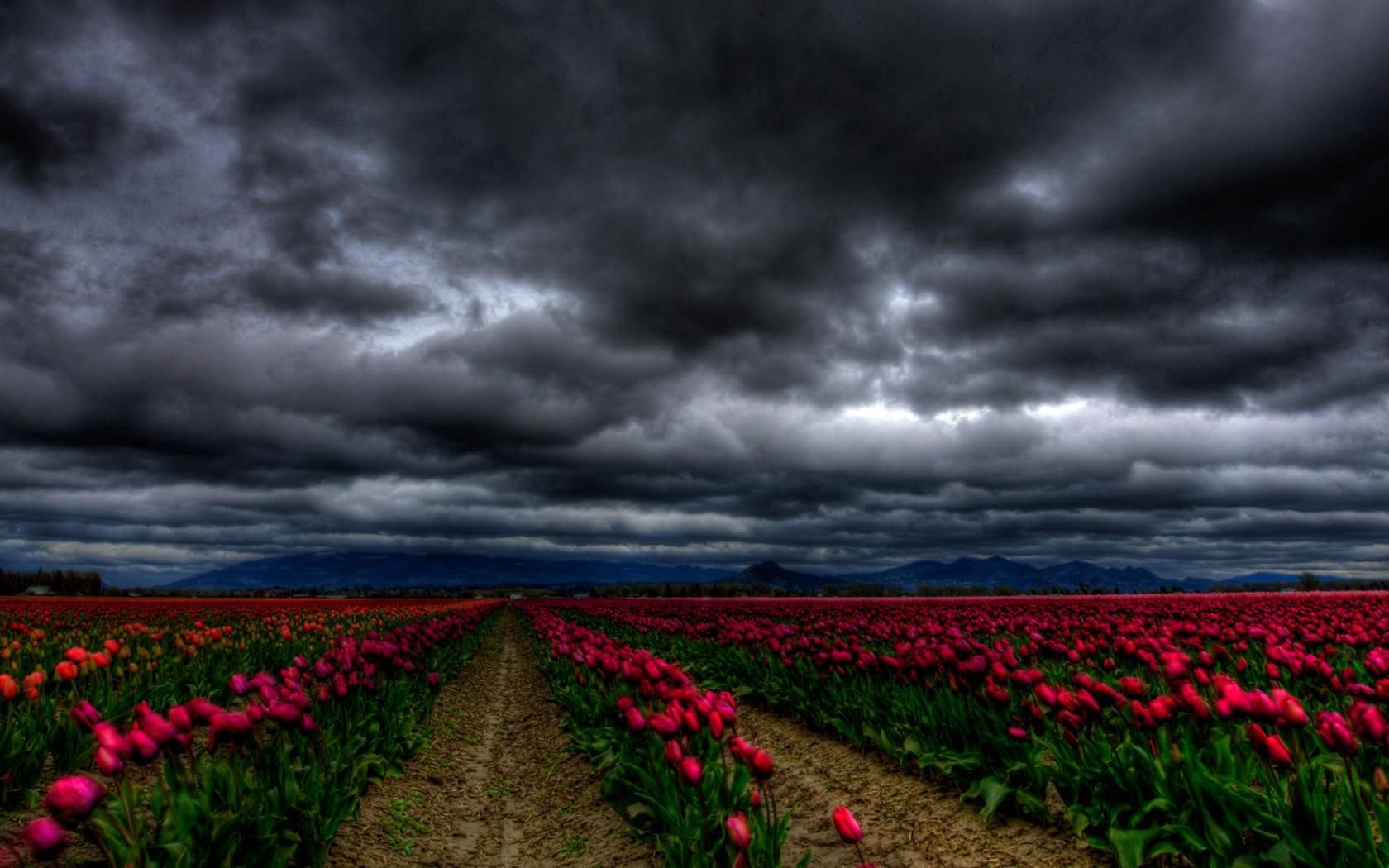 flowers, sky, clouds, tulips, field