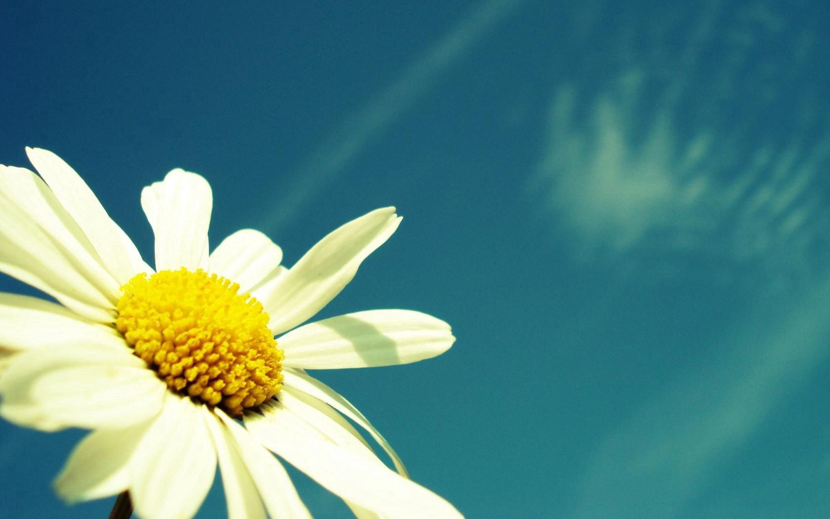 flower, sky, chamomile, pollen, summer