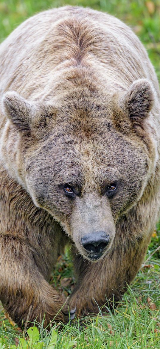 brown bear, bear, animal, brown, wildlife