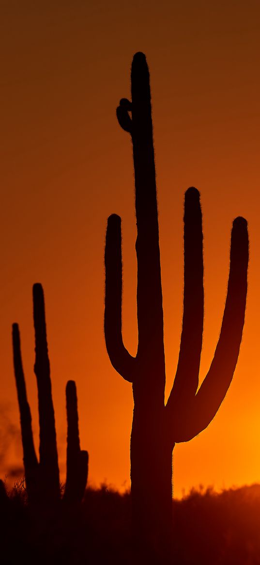 cacti, sunset, dusk, dark