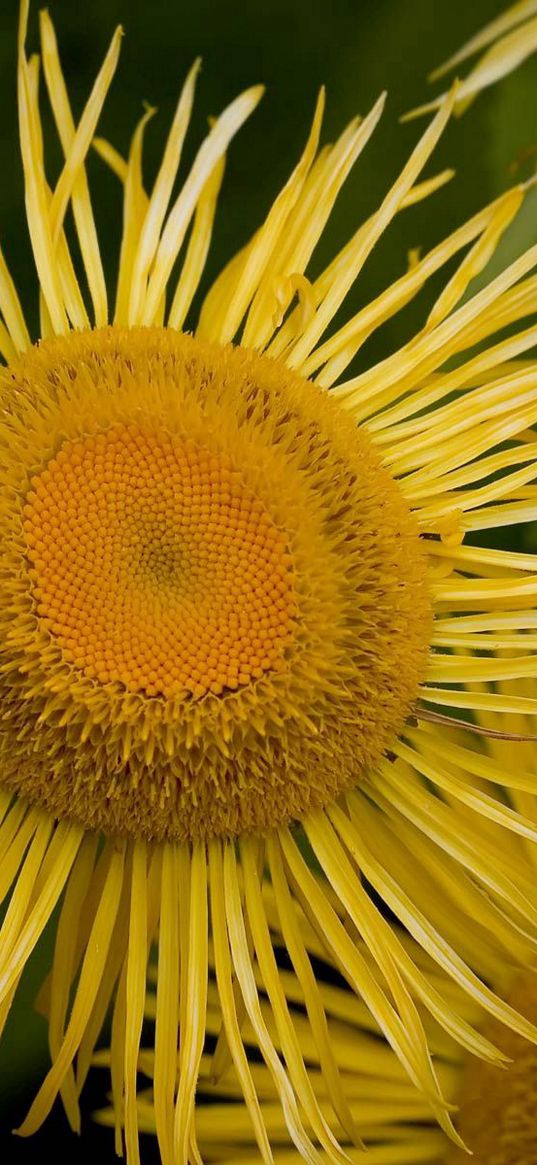 flower, sunflower, petals, stamen, pollen