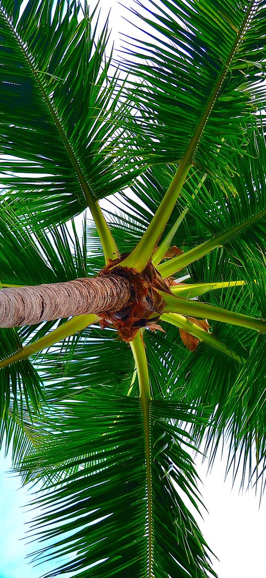 palm tree, tree, crown, branches, plant