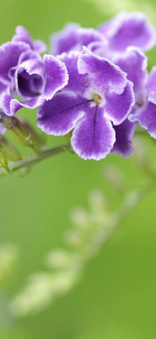 flower, striped, shaggy, branch