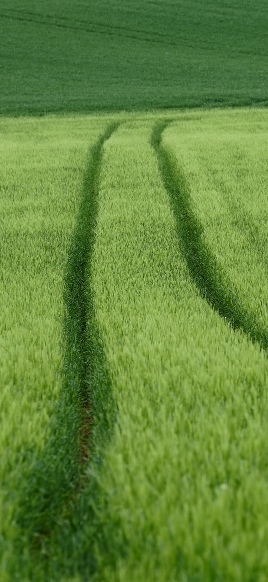 field, tracks, wheat, green