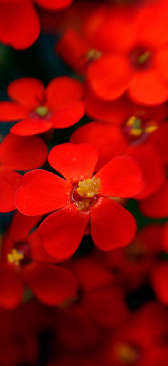 flowers, red, stamens, blurred