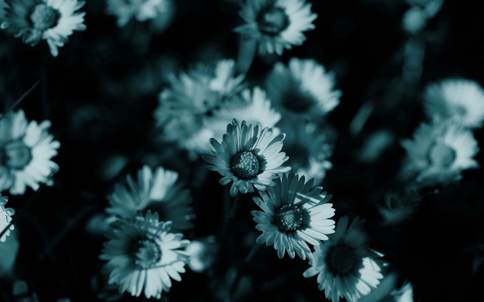 flowers, night, chamomile, shadow, nature