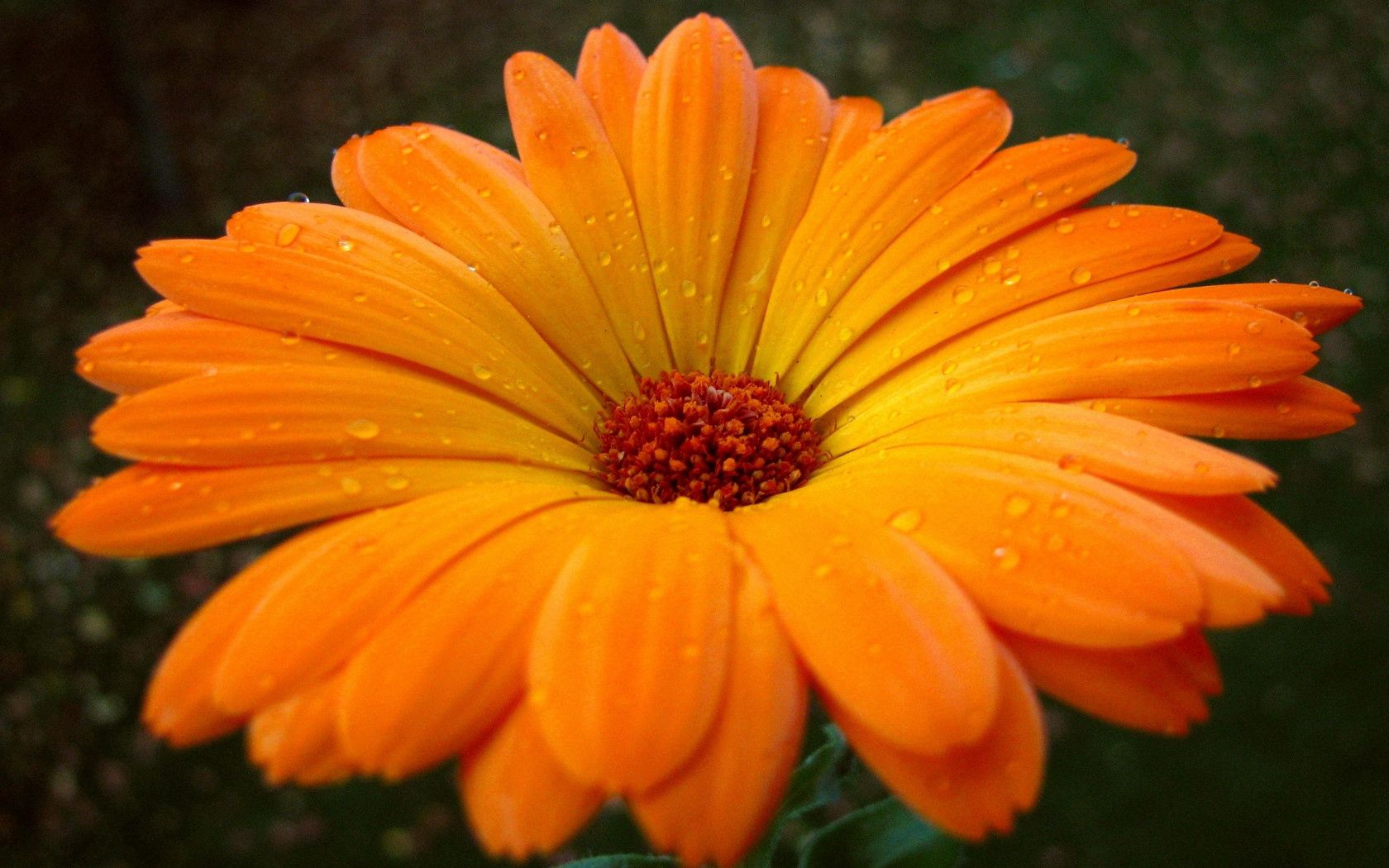 gerbera, flower, drops, pollen, close-up