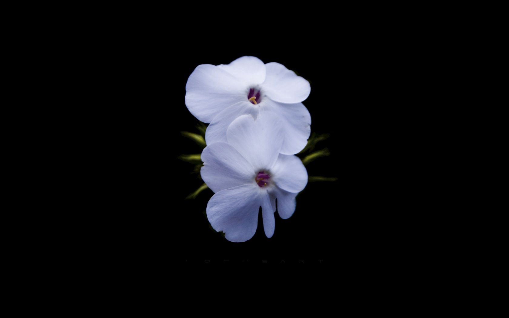 flowers, white, black, stamens, two