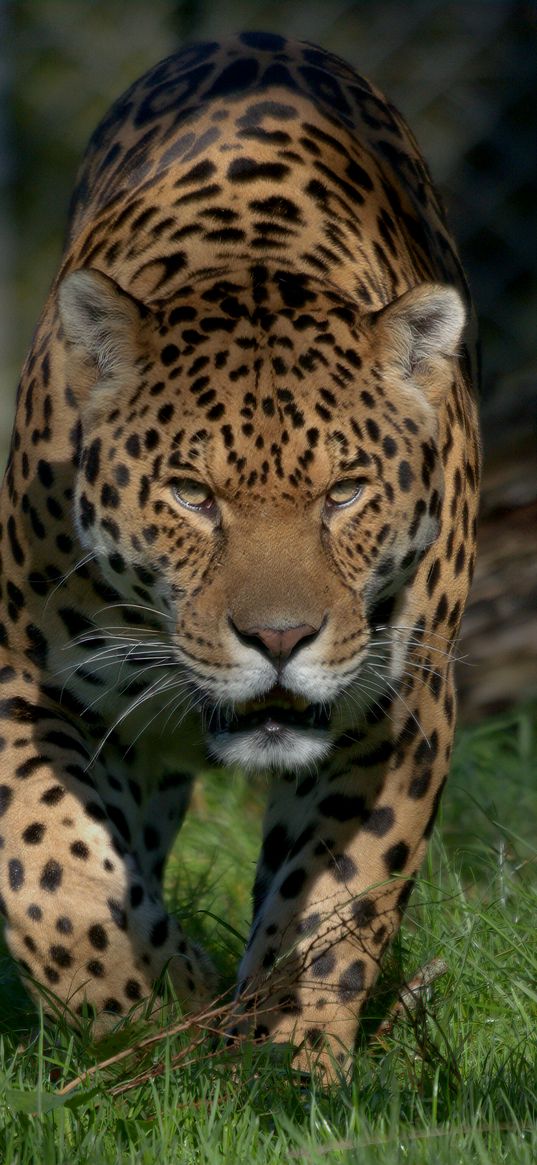 jaguar, predator, big cat, animal, wild