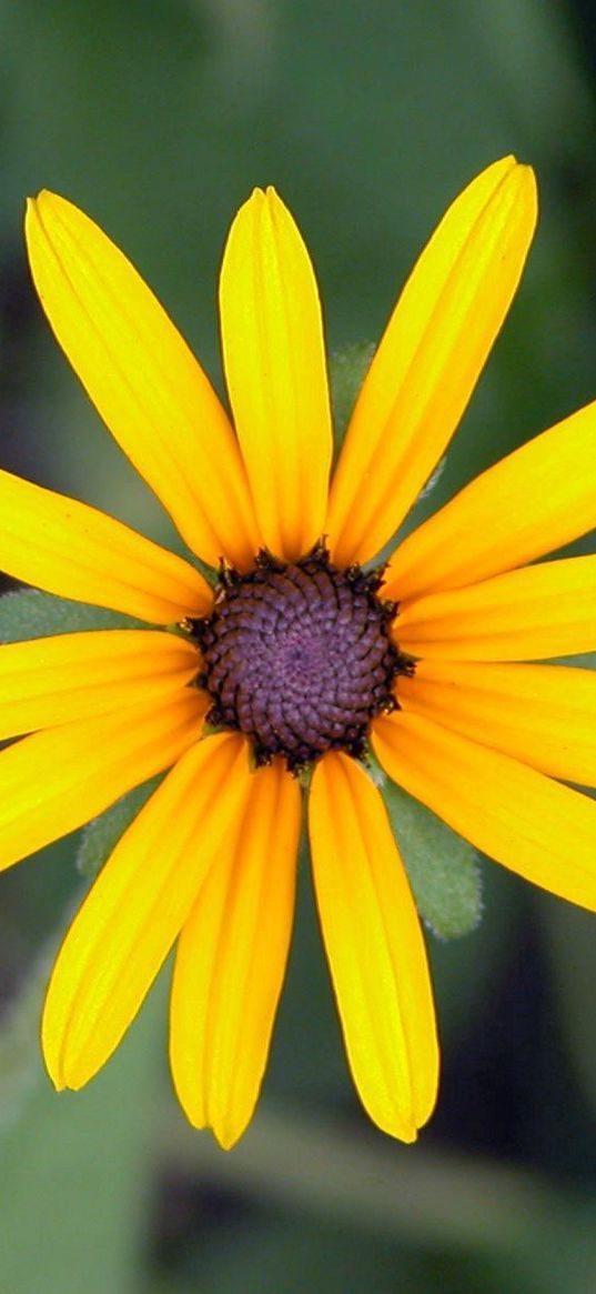 flower, blurred, close-up, green