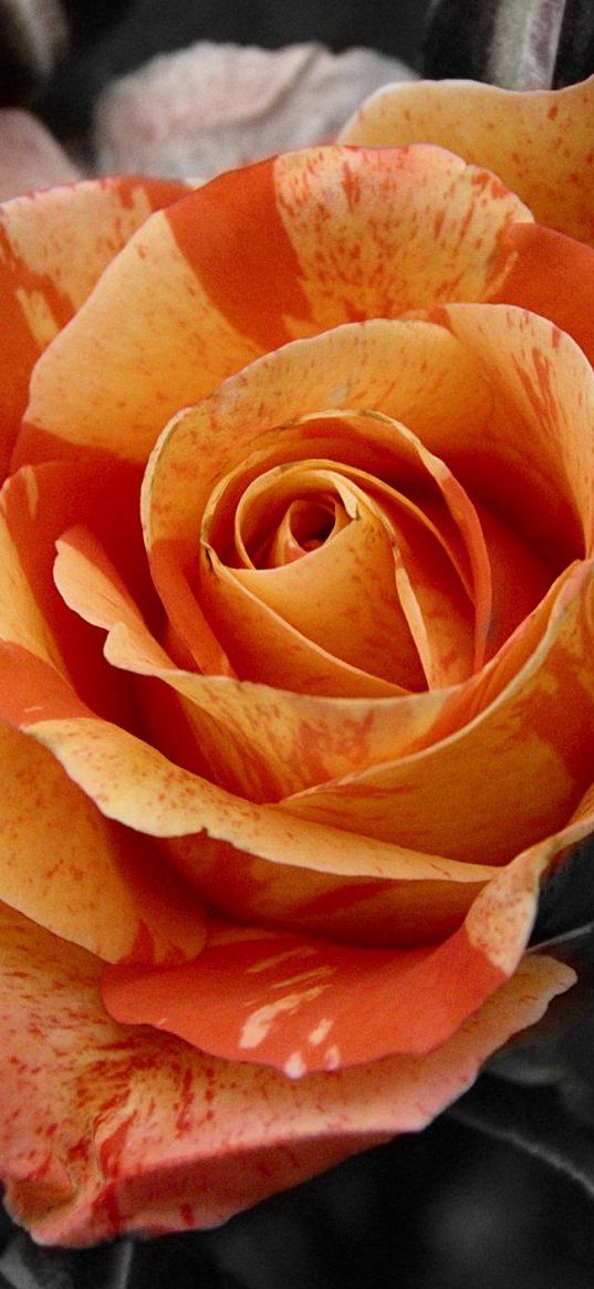 flower, rose, buds, contrast, close-up