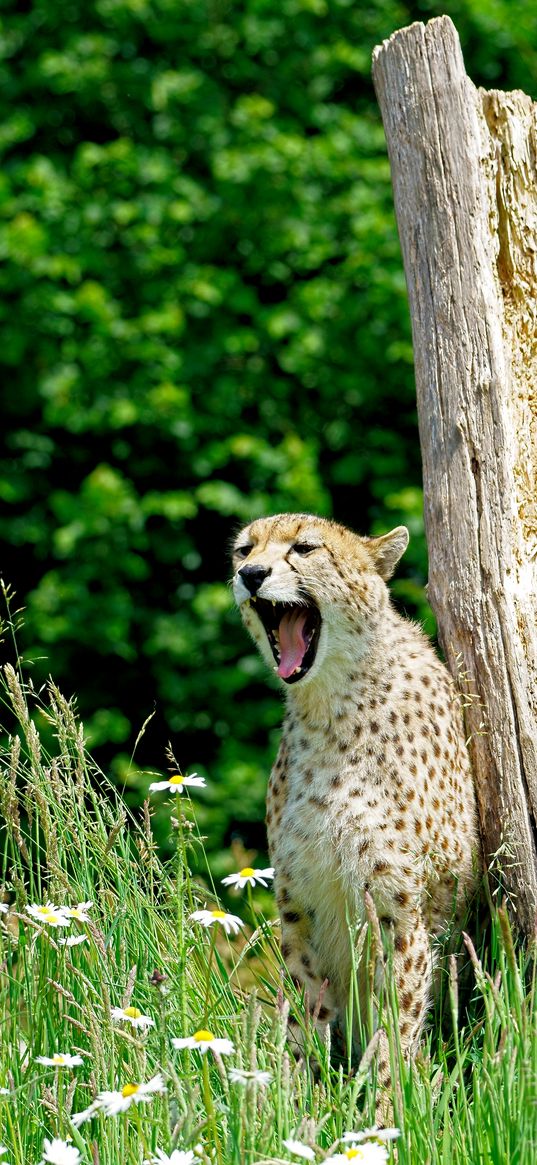 cheetah, yawn, predator, animal, wildlife