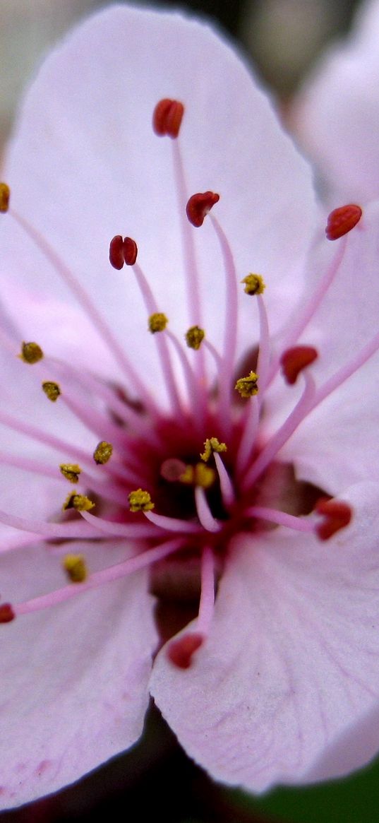 flower, stamen, close-up, pink