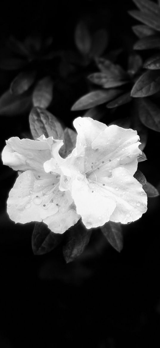 flowers, leaves, black and white