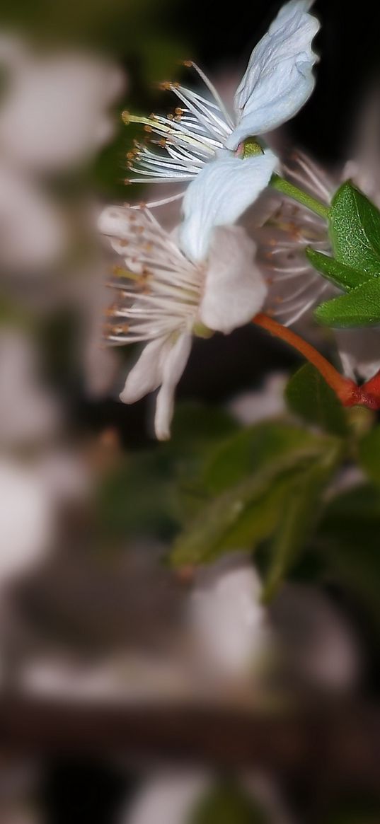 color, leaves, twig, stamens