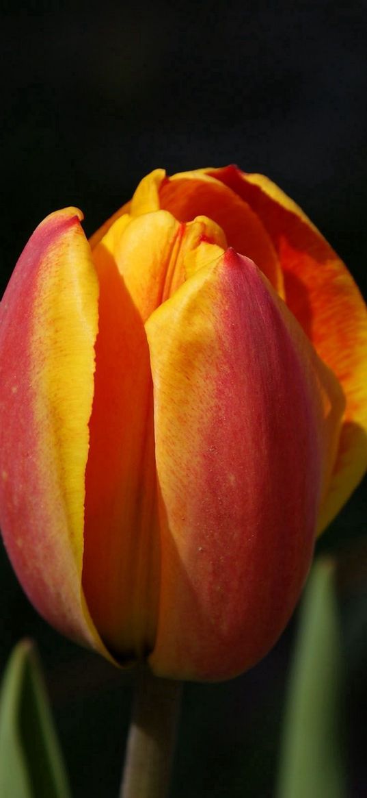 tulips, flowers, bud, two, background