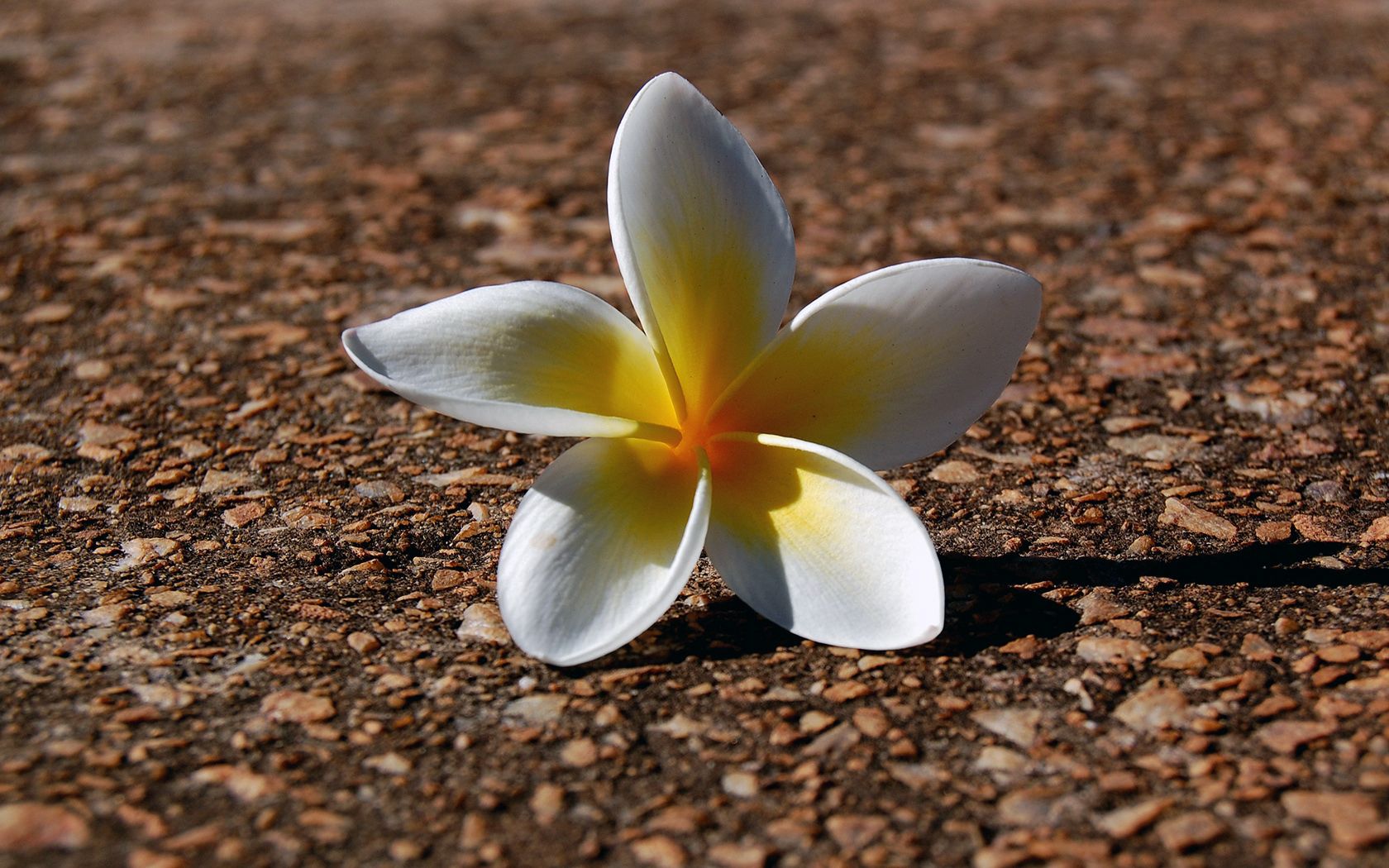 plumeria, flowers, pebbles, petals, shadow