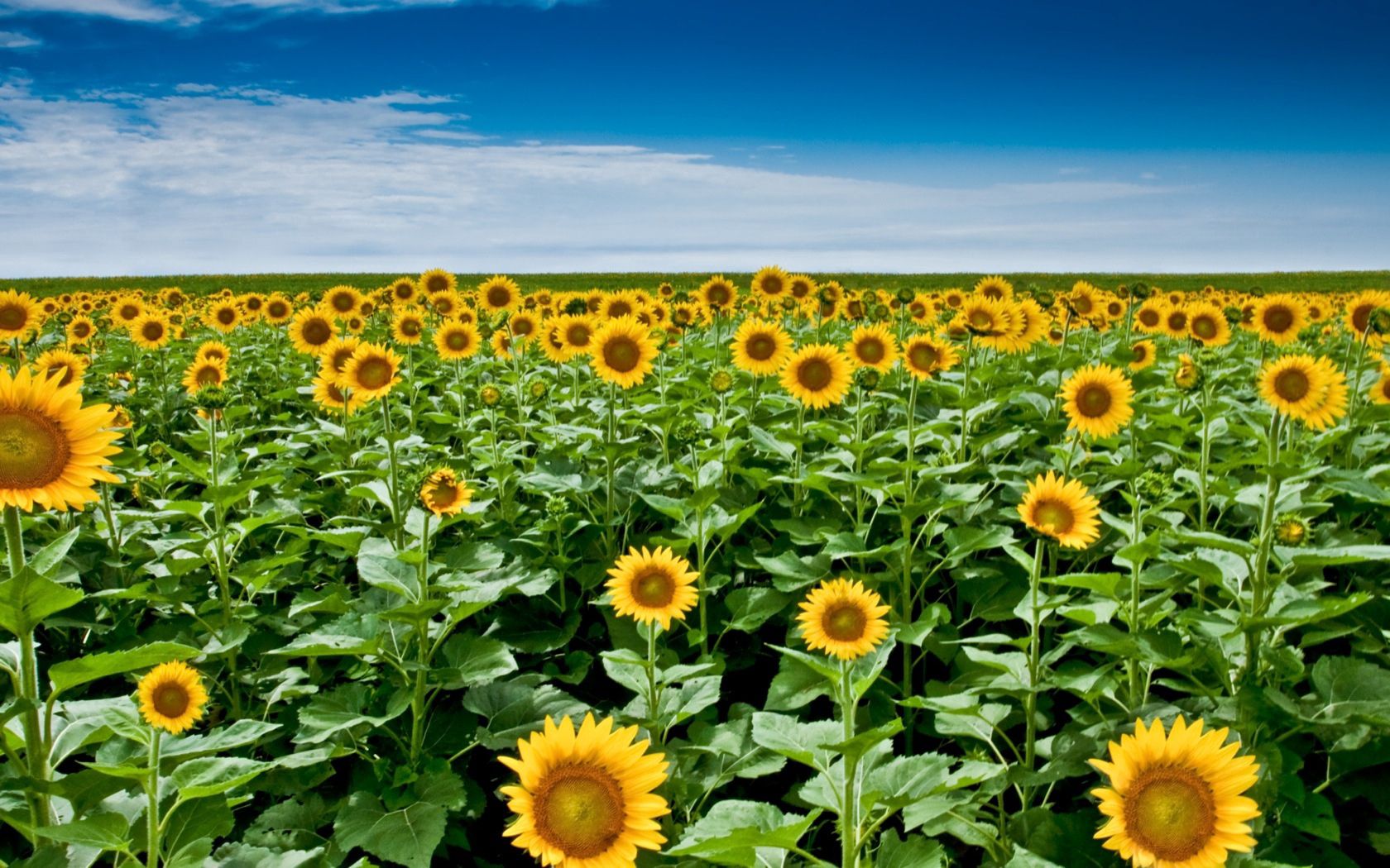 sunflower seeds, plant, field, stems, sky, clouds, distance