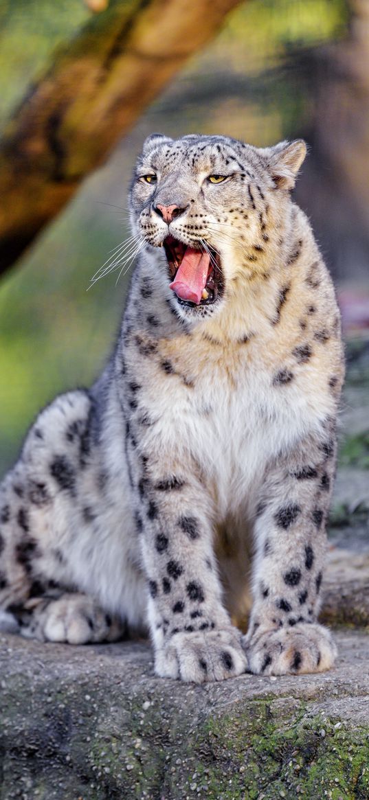 snow leopard, yawn, protruding tongue, animal, funny