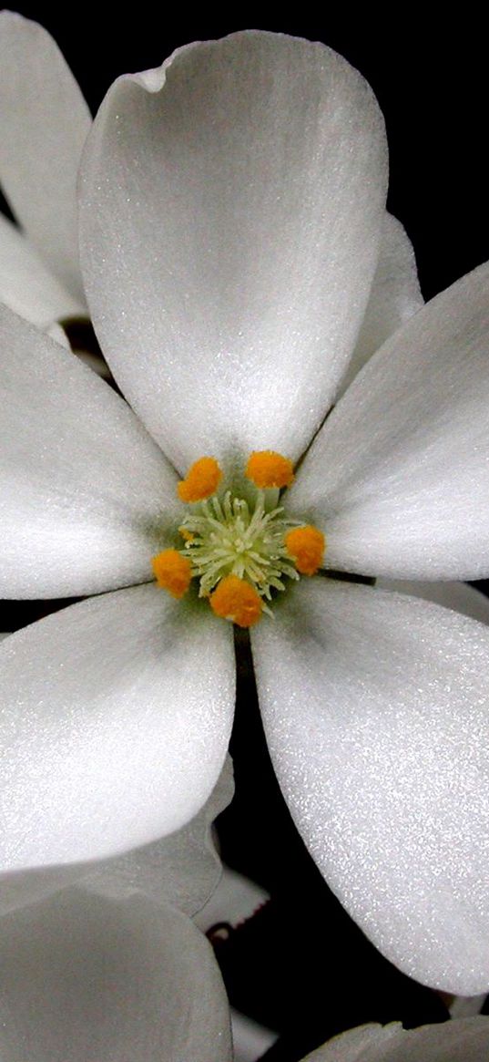 flowers, pollen, petals, contrast