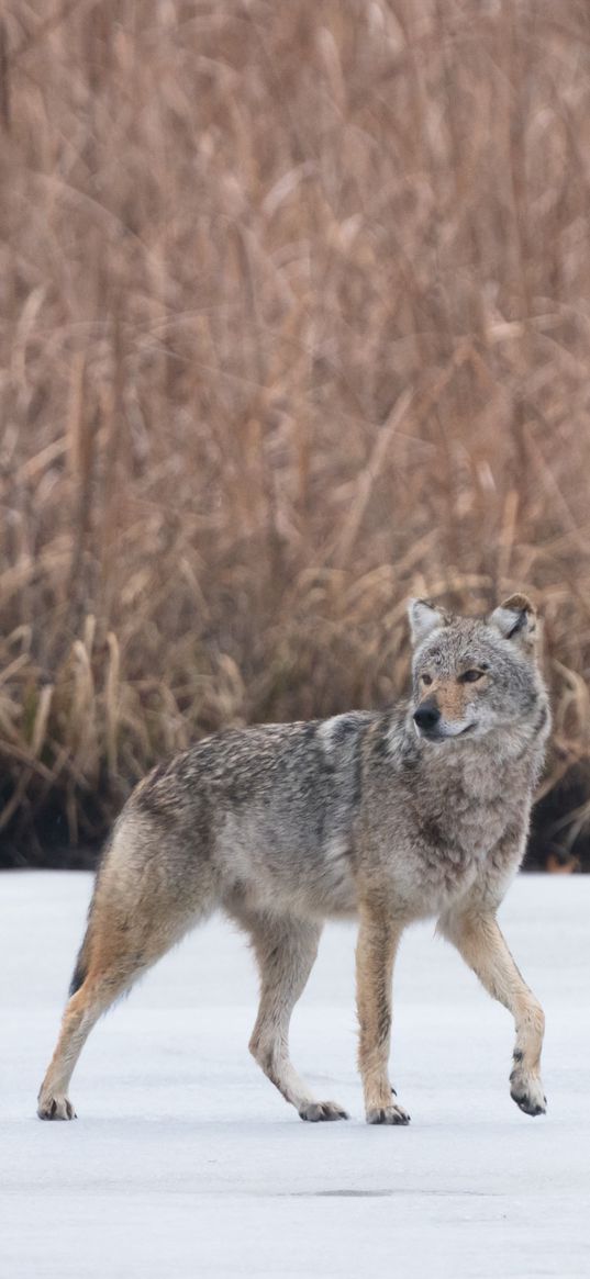 coyote, animal, gray, snow, wildlife