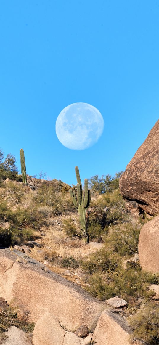 rocks, cacti, moon, landscape