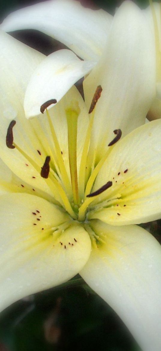 flower, stamens, petals, close-up